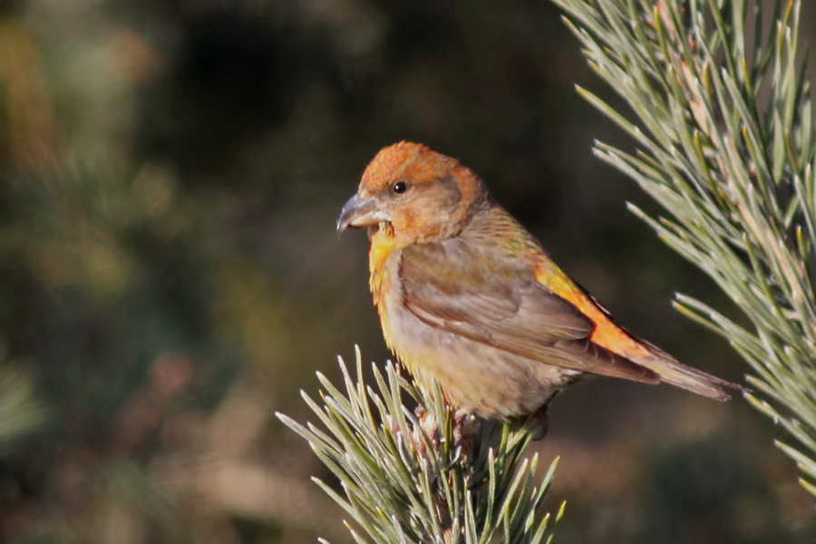 Red Crossbill