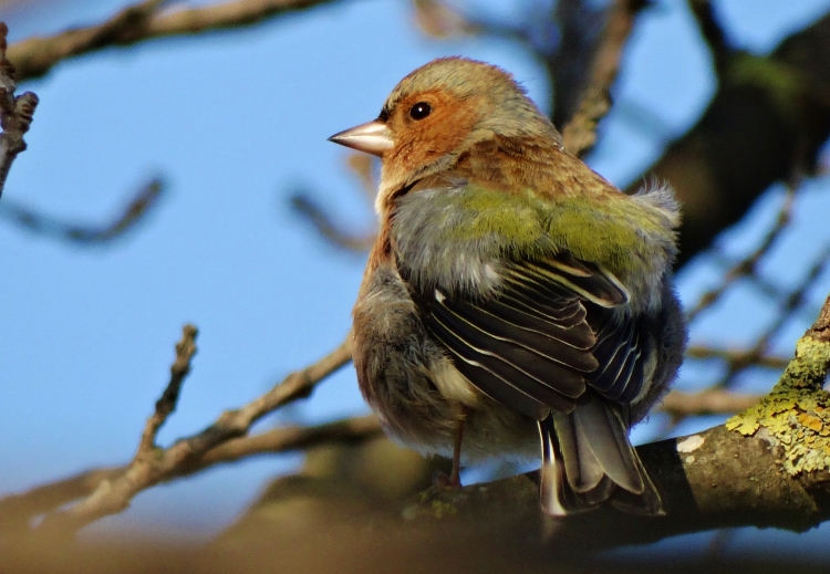 Eurasian Chaffinch