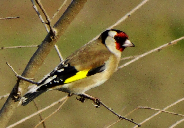 European Goldfinch