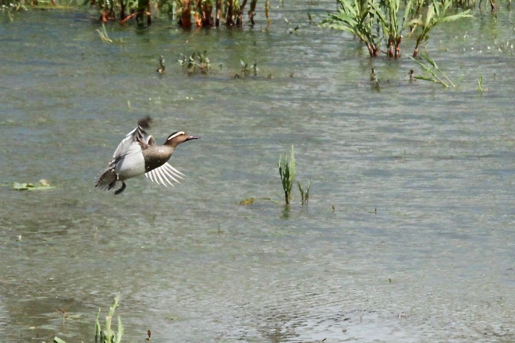 Garganey