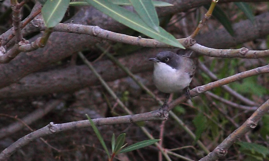 Eastern Orphean Warbler
