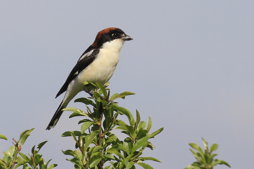 Woodchat Shrike