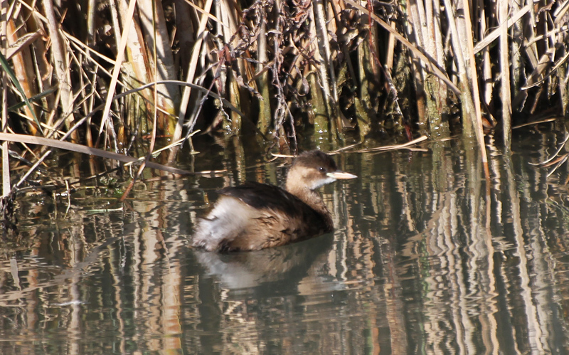Little Grebe
