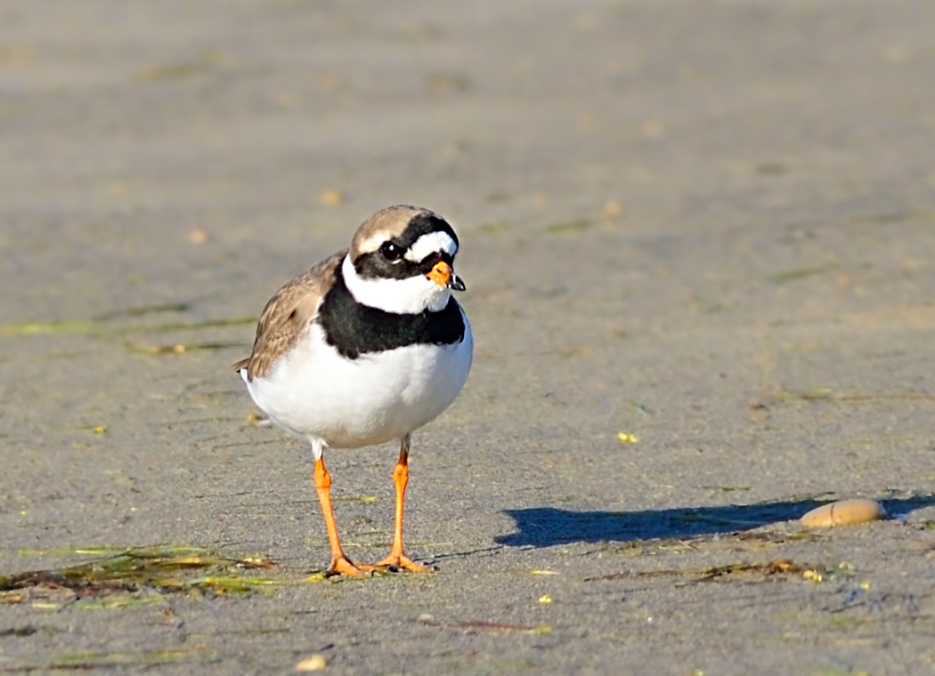 Common Ringed Plover