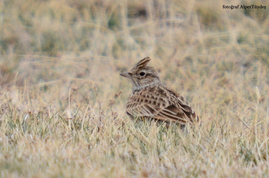 Eurasian Skylark