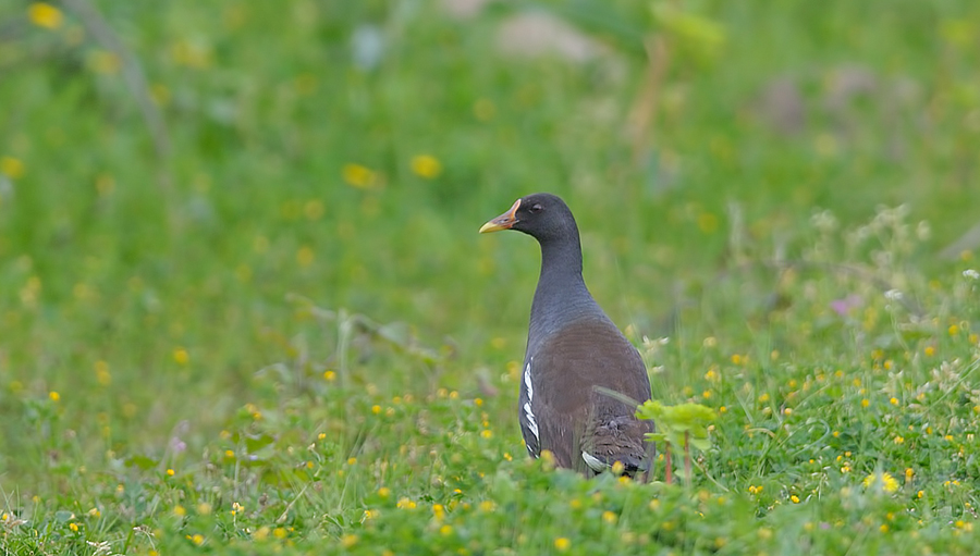Common Moorhen