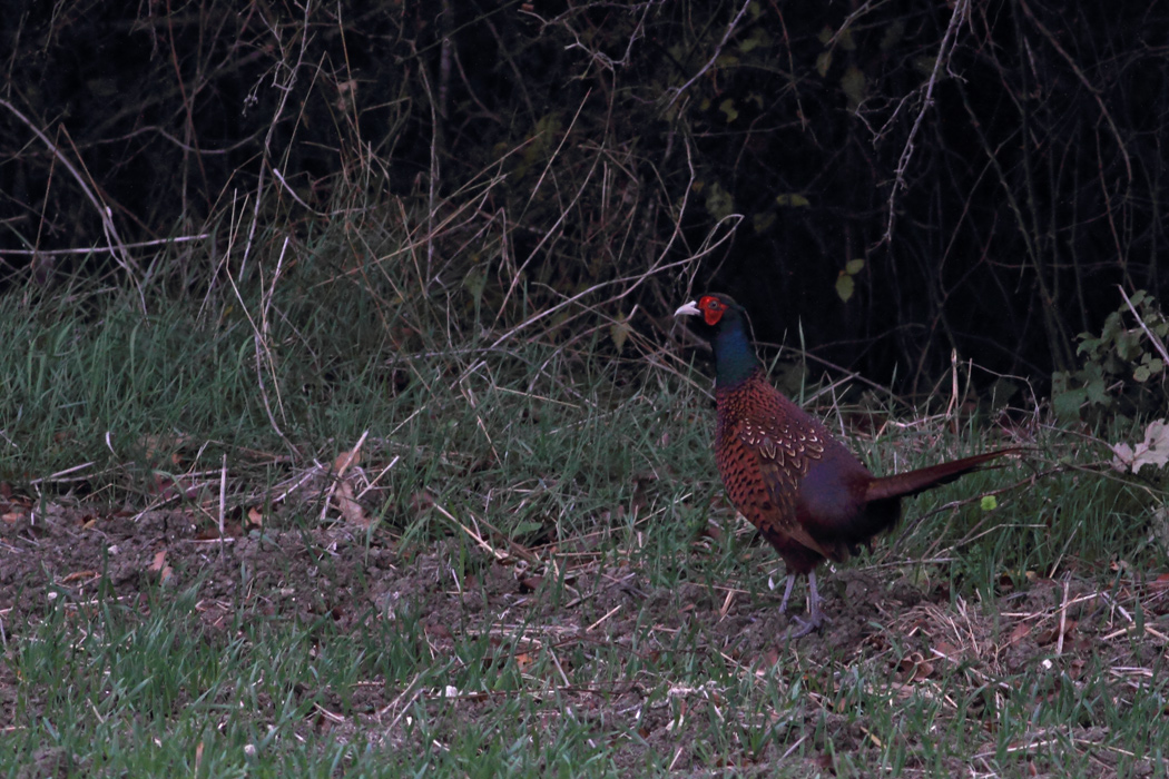 Common Pheasant