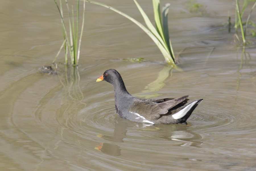 Common Moorhen