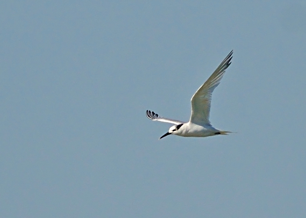 Sandwich Tern