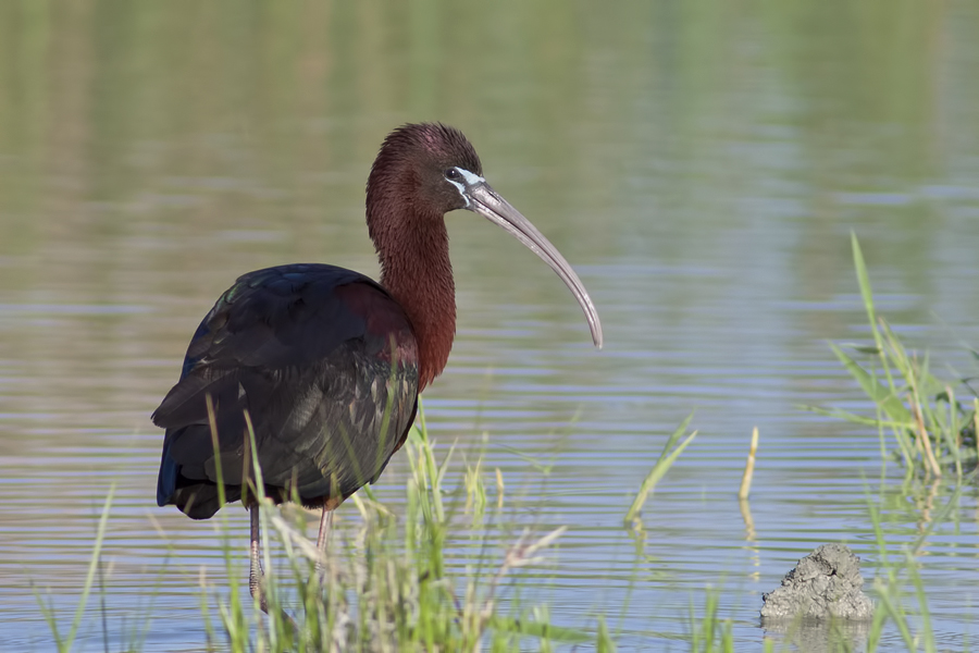 Glossy Ibis
