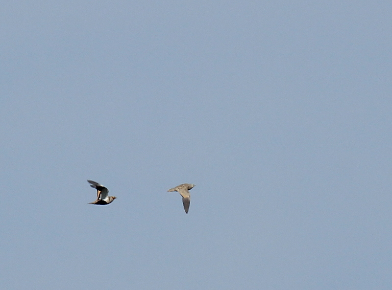 Black-bellied Sandgrouse