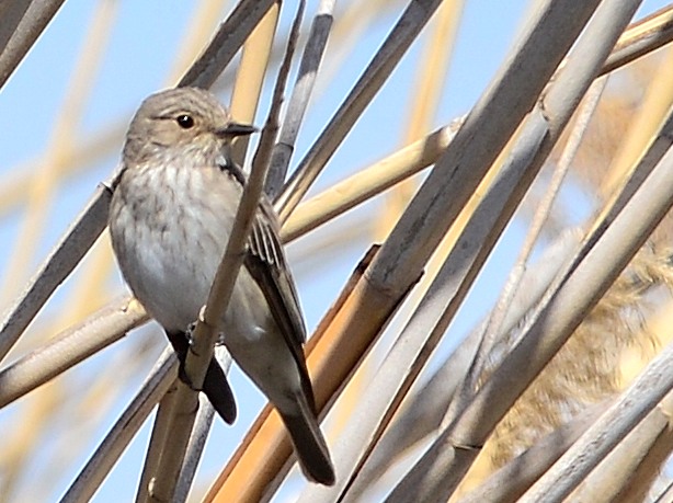 Spotted Flycatcher