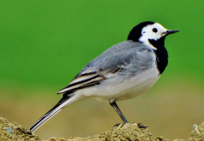 White Wagtail