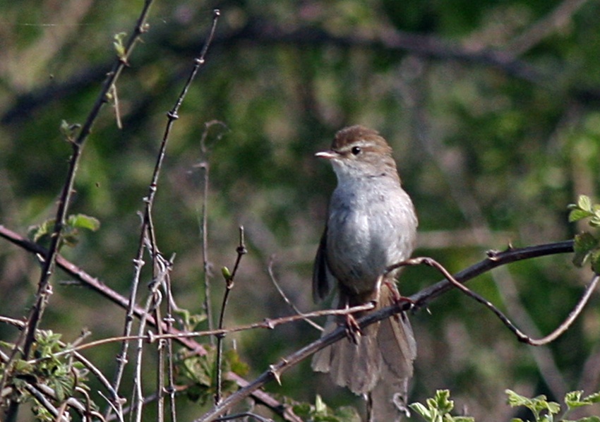Cetti`s Warbler