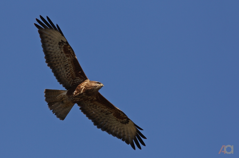 Common Buzzard