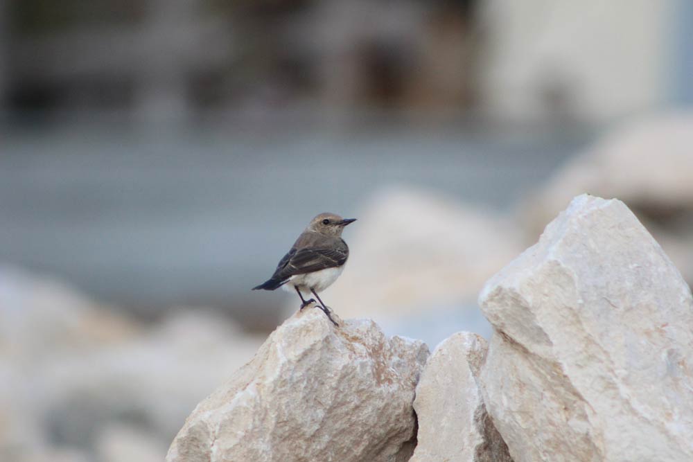 Pied Wheatear