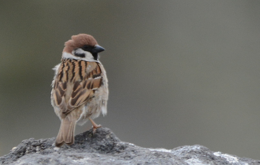 Eurasian Tree Sparrow