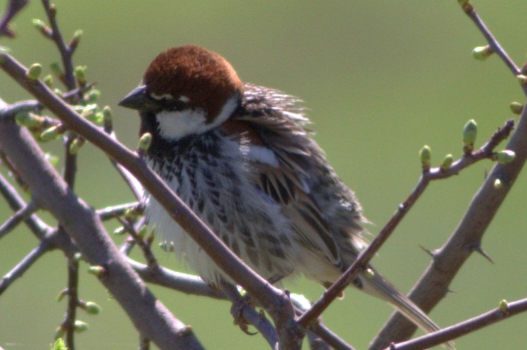 Spanish Sparrow