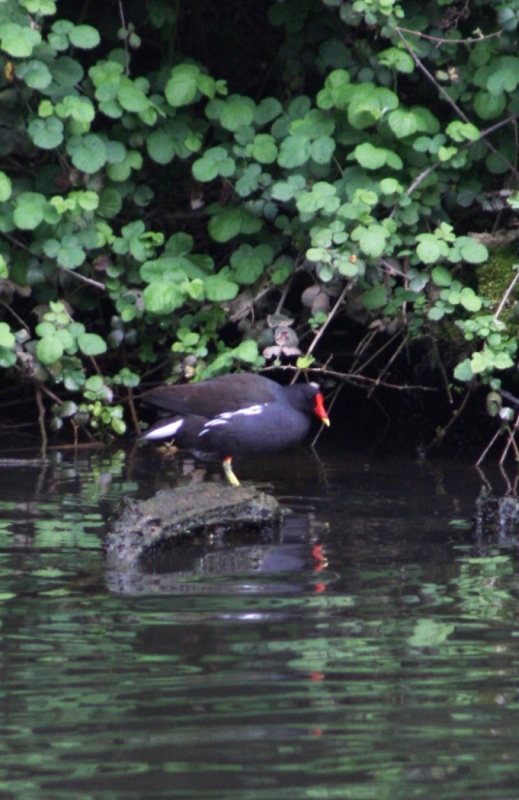 Common Moorhen