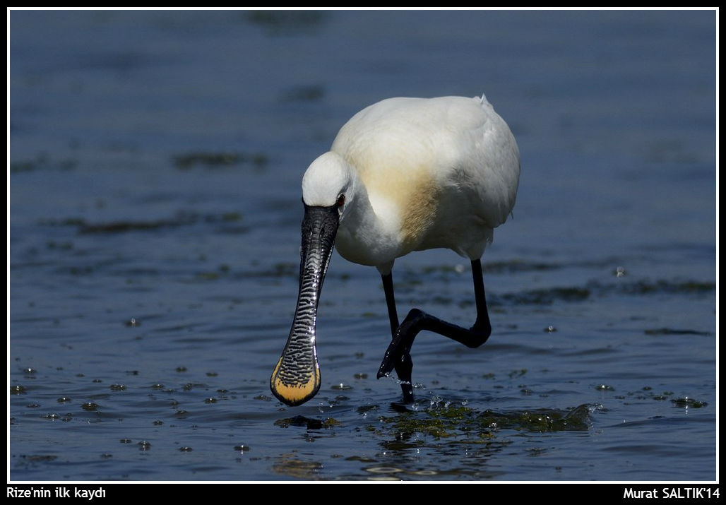 Eurasian Spoonbill
