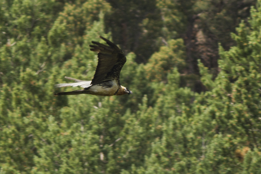 Bearded Vulture