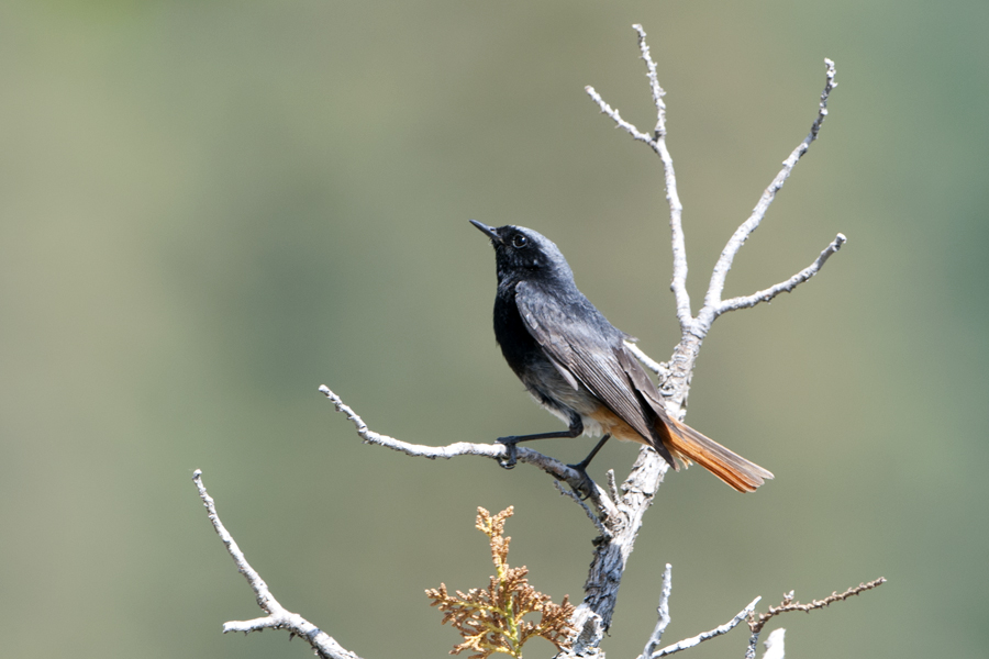 Black Redstart