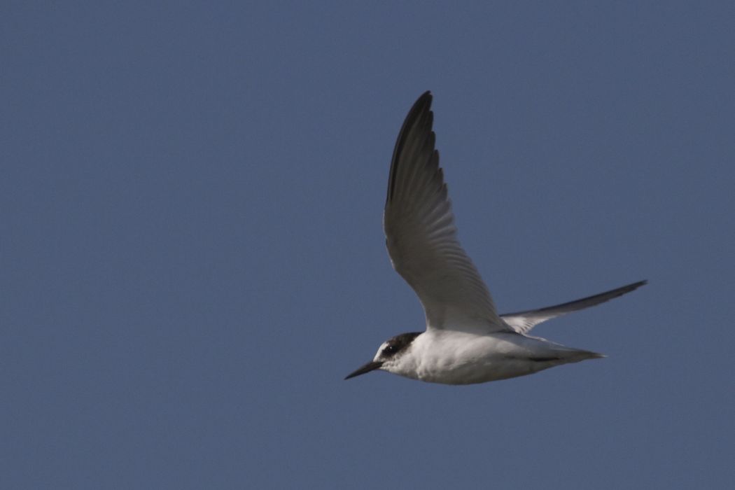 Sandwich Tern
