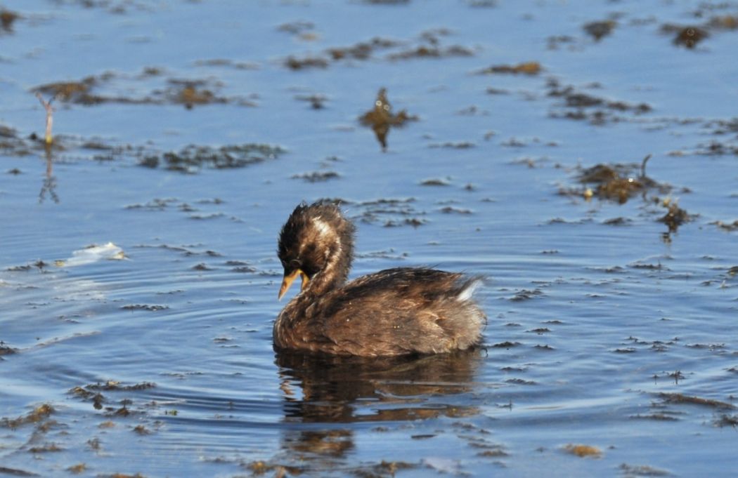 Little Grebe