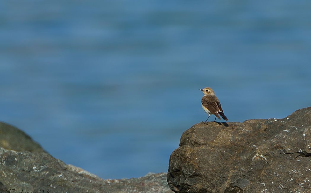 Pied Wheatear