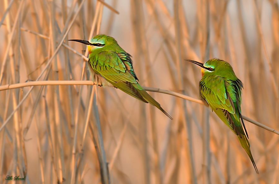 Yeşil arıkuşu