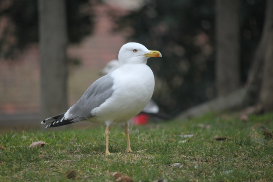 Gümüş martı
