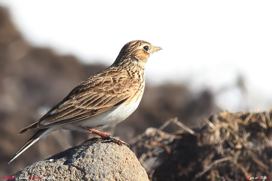 Eurasian Skylark