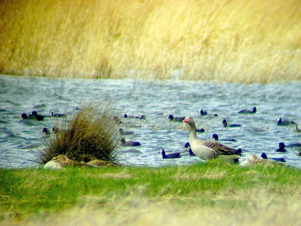 Greylag Goose