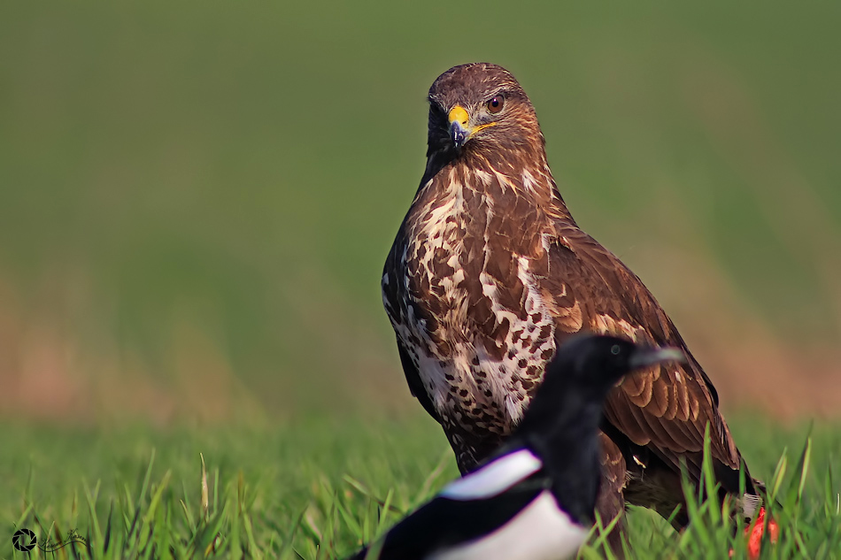 Common Buzzard