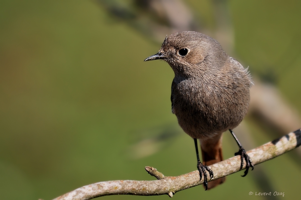 Black Redstart