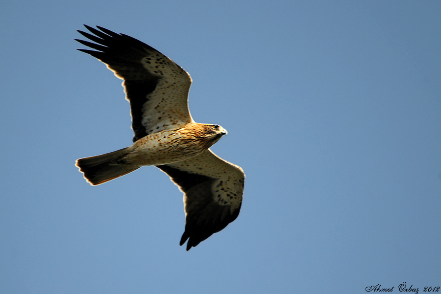 Booted Eagle