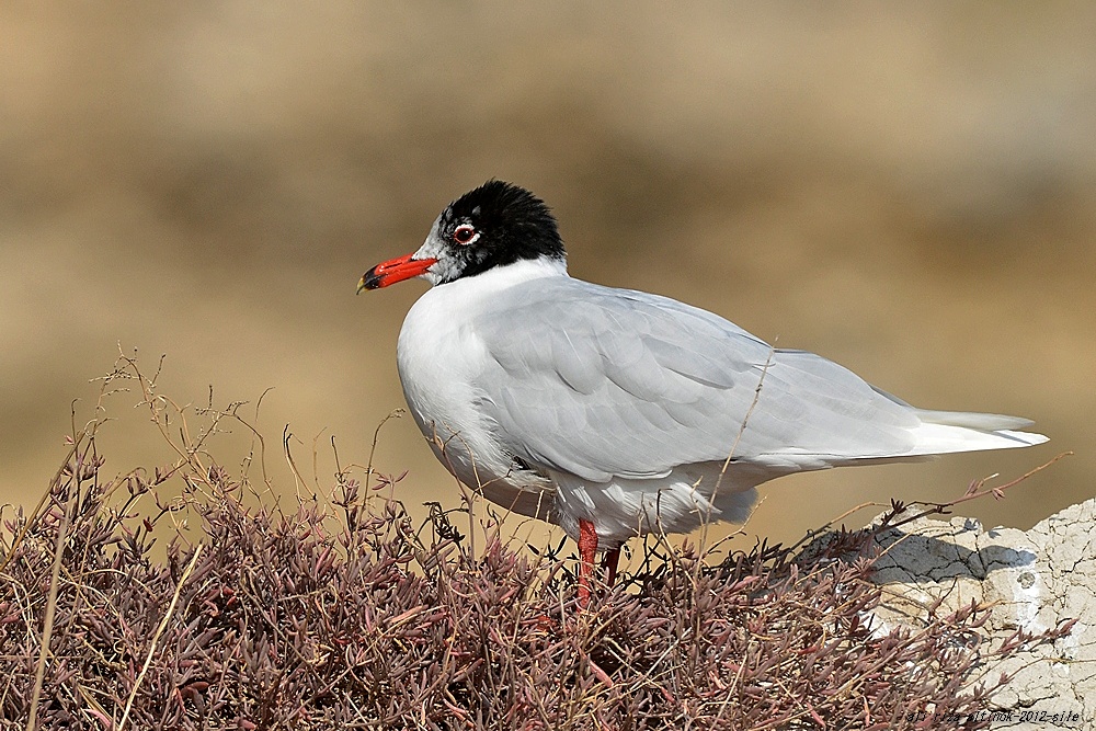 Mediterranean Gull