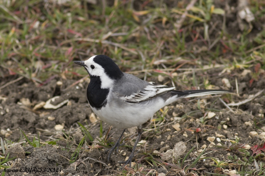 White Wagtail