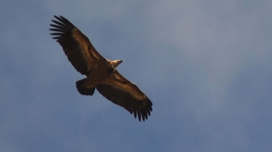 Griffon Vulture