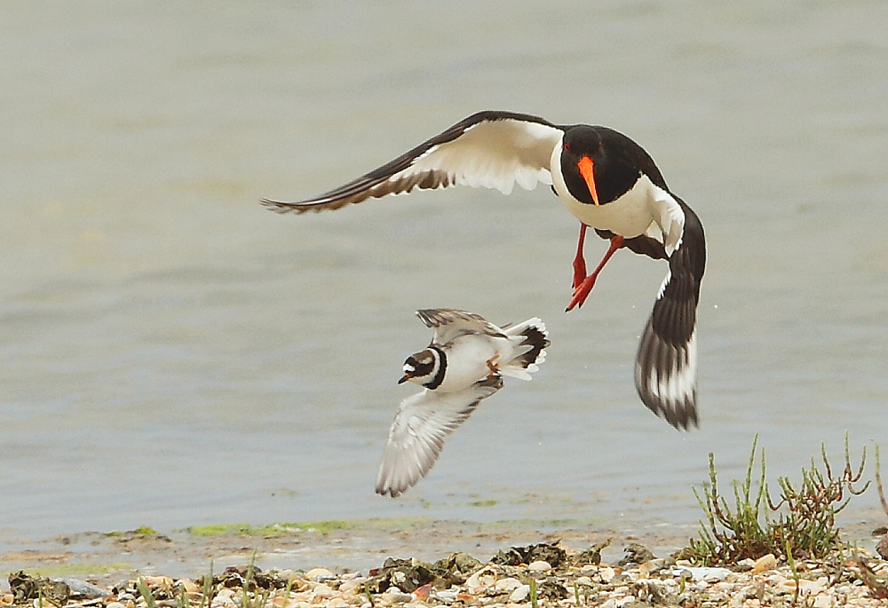 Common Ringed Plover
