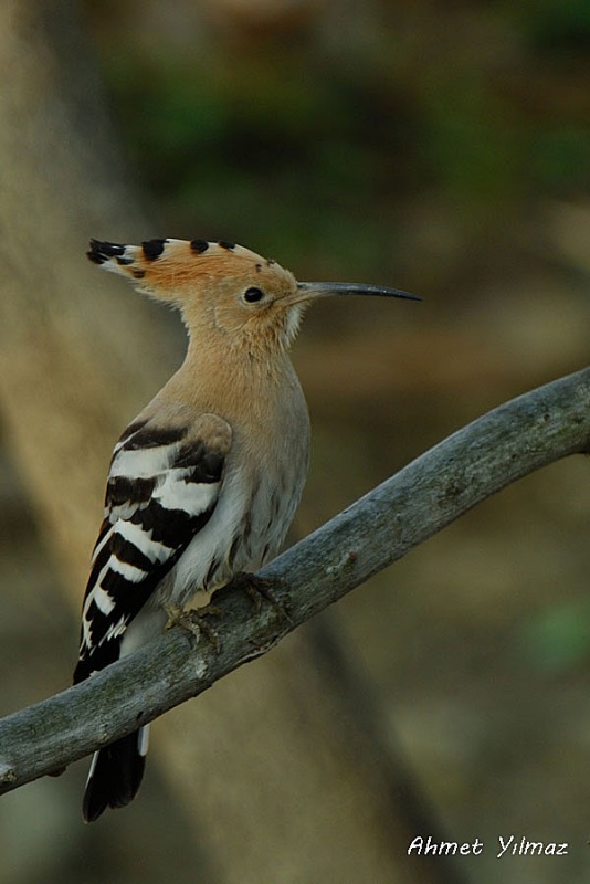 Common Hoopoe