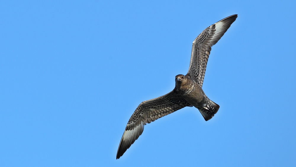Pomarine Jaeger