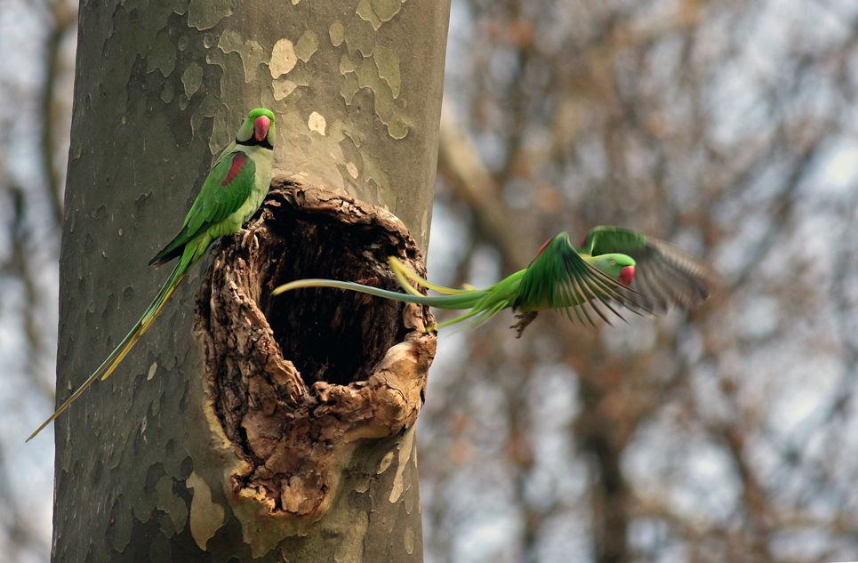 Alexandrine Parakeet