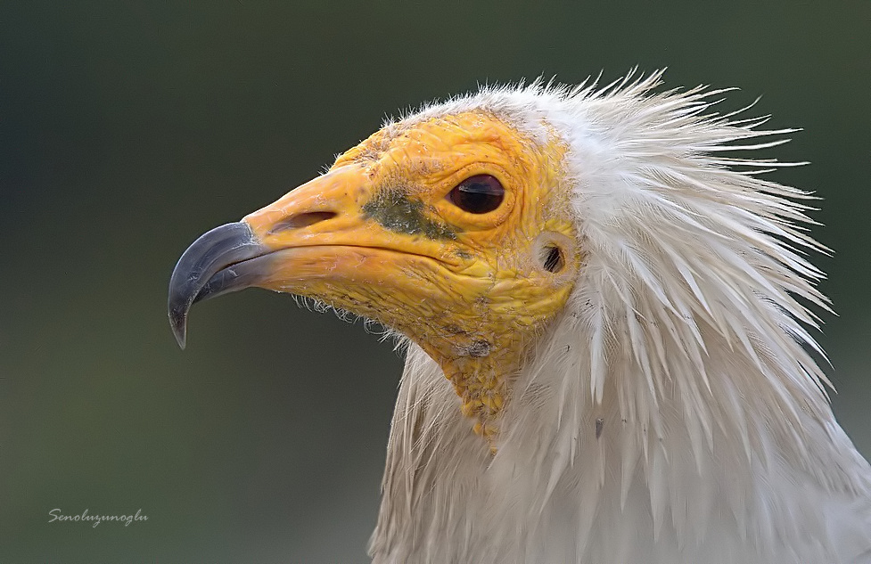 Egyptian Vulture