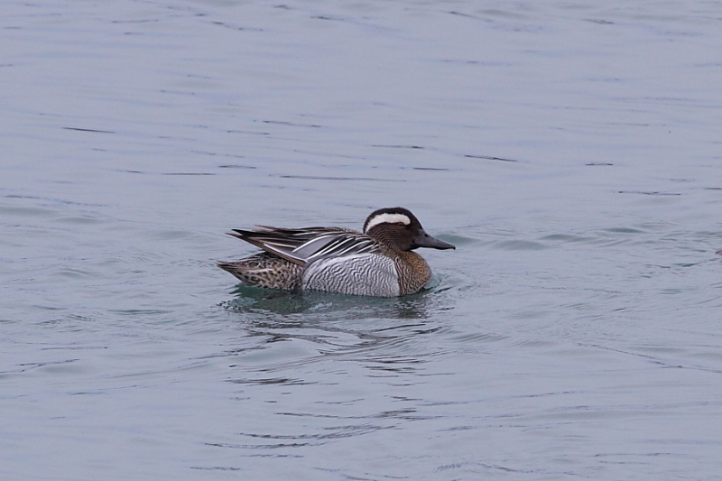 Garganey