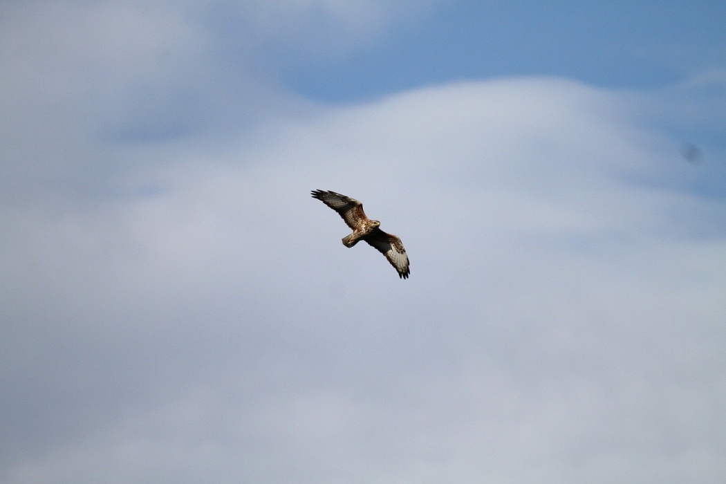 Common Buzzard
