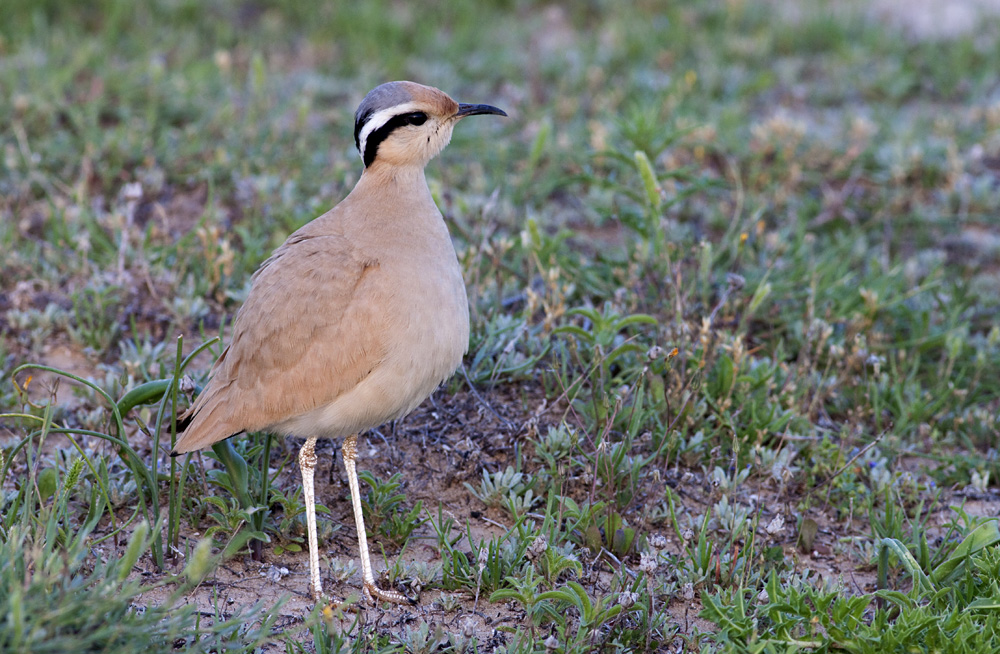 Cream-colored Courser