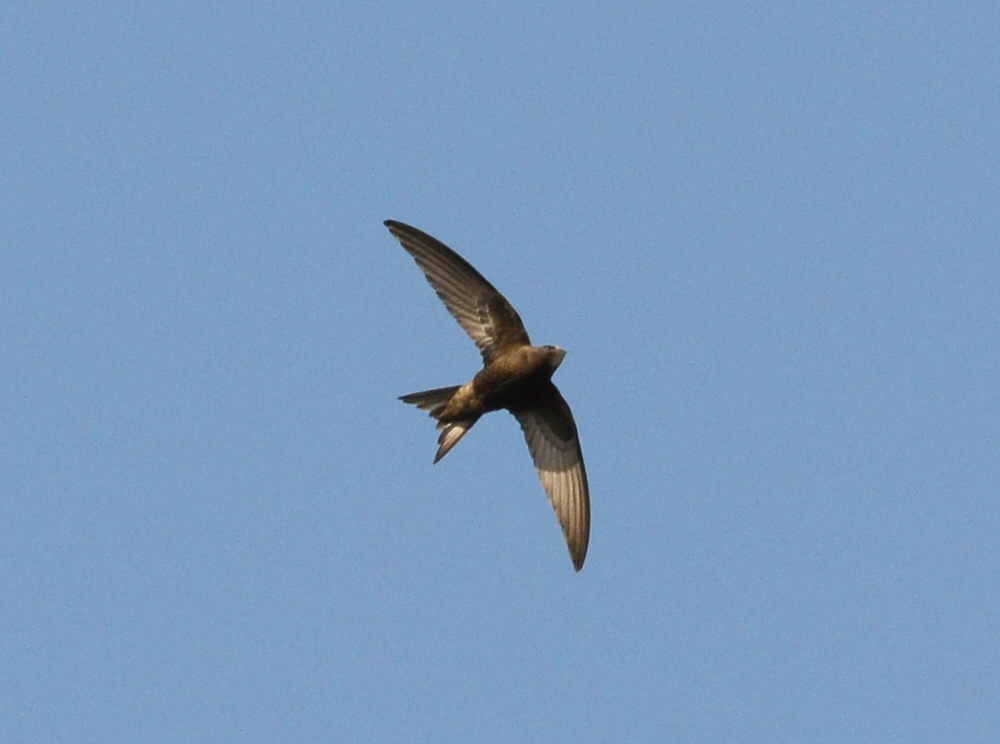Pallid Swift