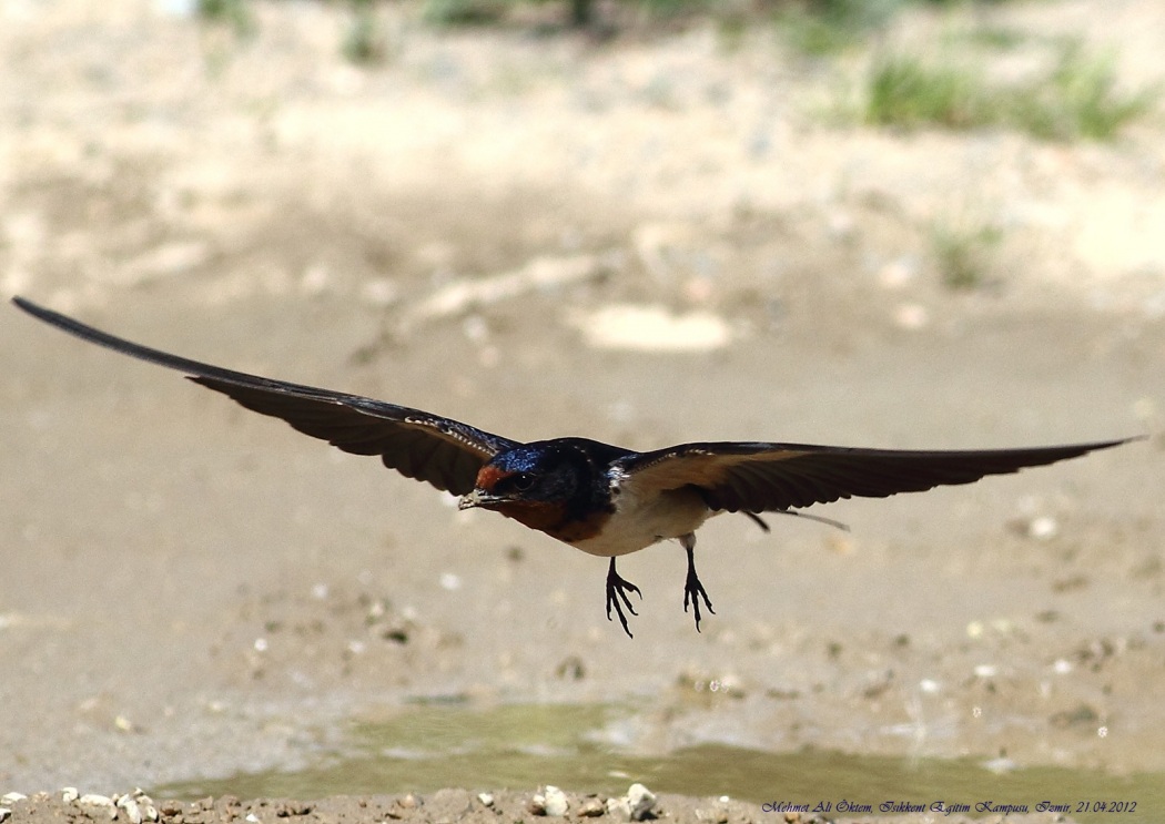 Barn Swallow