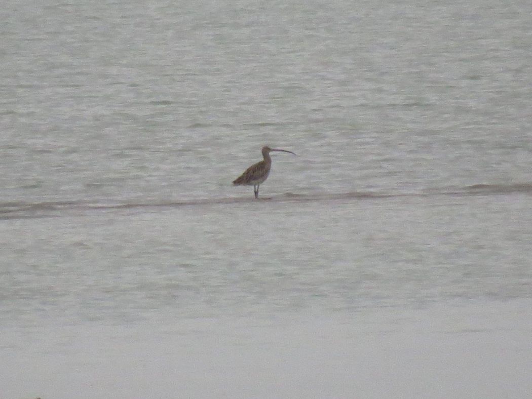 Eurasian Curlew